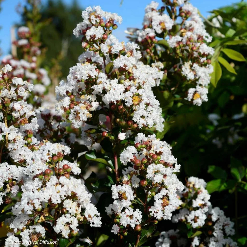 Lagerstroemia Neige D'Eté - Lilas Des Indes 3 Lagerstroemia Neige D'Eté - Lilas Des Indes