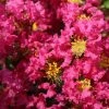 Lagerstroemia Indica Bergerac - Lilas Des Indes -Promesse de Fleurs Magasin Lagerstroemia indica Bergerac 87452 1