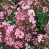Lagerstroemia Indica Berlingot Menthe - Lilas Des Indes 2 Lagerstroemia Indica Berlingot Menthe - Lilas Des Indes -Promesse de Fleurs Magasin Lagerstroemia indica Berlingot Menthe 83597 1