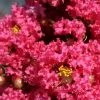 Lagerstroemia Indica Grand Cru - Lilas Des Indes -Promesse de Fleurs Magasin Lagerstroemia indica Grand Cru 87453 1