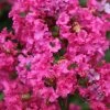 Lagerstroemia Indica Houston - Lilas Des Indes 1 Lagerstroemia Indica Houston - Lilas Des Indes -Promesse de Fleurs Magasin Lagerstroemia indica Houston 87448 1