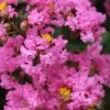 Lagerstroemia Indica Jacqueline Desmartis - Lilas Des Indes 2 Lagerstroemia Indica Jacqueline Desmartis - Lilas Des Indes -Promesse de Fleurs Magasin Lagerstroemia indica Jacqueline Desmartis 87454 1