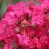Lagerstroemia Indica Mon Panache - Lilas Des Indes -Promesse de Fleurs Magasin Lagerstroemia indica Mon Panache 87459 1