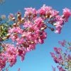 Lagerstroemia Indica Monbazillac - Lilas Des Indes -Promesse de Fleurs Magasin Lagerstroemia indica Monbazillac 87458 1