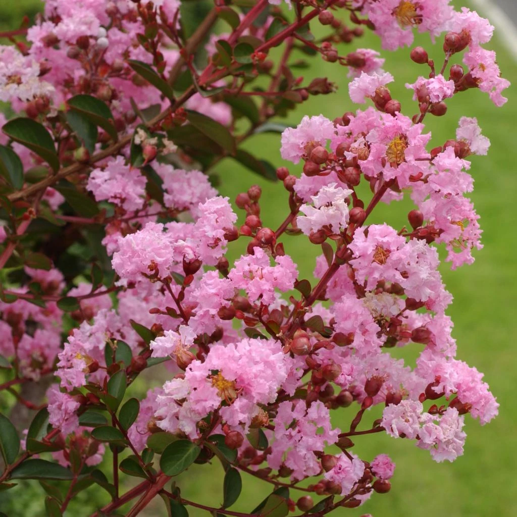 Lagerstroemia Indica Pink Grand Sud - Lilas Des Indes 3 Lagerstroemia Indica Pink Grand Sud - Lilas Des Indes