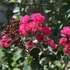 Lagerstroemia Indica Pink Velours - Lilas Des Indes 2 Lagerstroemia Indica Pink Velours - Lilas Des Indes -Promesse de Fleurs Magasin Lagerstroemia indica Pink Velours ld JimthePhotographer 781735 1