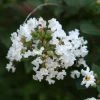 Lagerstroemia Indica Pixie White - Lilas Des Indes -Promesse de Fleurs Magasin Lagerstroemia indica Pixie White ld Jim the Photographer 781737 1