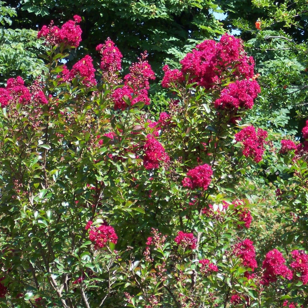 Lagerstroemia Indica Red Imperator - Lilas Des Indes 3 Lagerstroemia Indica Red Imperator - Lilas Des Indes