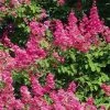 Lagerstroemia Indica Rose Fuchsia - Lilas Des Indes 2 Lagerstroemia Indica Rose Fuchsia - Lilas Des Indes -Promesse de Fleurs Magasin Lagerstroemia indica Rose Fuchsia 87443 1
