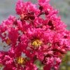 Lagerstroemia Indica Saint Emilion - Lilas Des Indes -Promesse de Fleurs Magasin Lagerstroemia indica Saint Emilion 87460 1