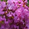 Lagerstroemia Indica Souvenir D'Hubert Puard - Lilas Des Indes -Promesse de Fleurs Magasin Lagerstroemia indica Souvenir d Hubert Puard 87463 1