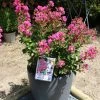 Lagerstroemia Indica Terrasse Rose - Lilas Des Indes -Promesse de Fleurs Magasin Lagerstroemia indica Terrasse Rose 87450 1