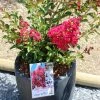 Lagerstroemia Indica Terrasse Rouge - Lilas Des Indes 1 Lagerstroemia Indica Terrasse Rouge - Lilas Des Indes -Promesse de Fleurs Magasin Lagerstroemia indica Terrasse Rouge 87451 1