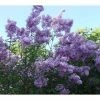 Lagerstroemia Indica Violacea - Lilas Des Indes -Promesse de Fleurs Magasin Lagerstroemia indica Violacea 83483 1