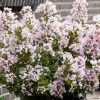 Lilas Des Indes 'With Love Babe' 1 Lilas Des Indes 'With Love Babe' -Promesse de Fleurs Magasin Lagerstroemia indica With Love Babe Milaperl Lilas des Indes copyright 1006871 1