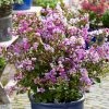 Lilas Des Indes - Lagerstroemia Indica Eternal With Love -Promesse de Fleurs Magasin Lagerstroemia indica With Love Eternal Milavio Lilas des Indes copyright 1006951 1