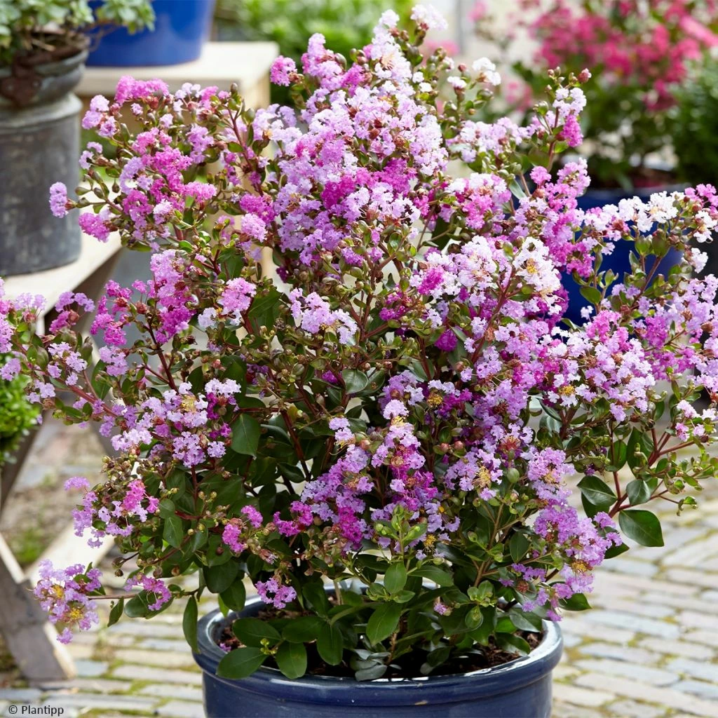 Lagerstroemia Indica With Love Eternal - Lilas Des Indes 3 Lagerstroemia Indica With Love Eternal - Lilas Des Indes