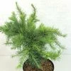 Larix Decidua Little Bogle - Mélèze D'Europe Nain -Promesse de Fleurs Magasin Larix decidua Little Bogle 665002 1