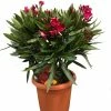 Laurier Rose Jannoch - Nerium Oleander -Promesse de Fleurs Magasin Laurier rose Jannoch 87048 1 1