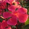 Laurier Rose Papa Gambetta - Nerium Oleander 1 Laurier Rose Papa Gambetta - Nerium Oleander -Promesse de Fleurs Magasin Laurier rose Papa Gambetta 87050 1 1