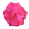 Laurier Rose Double Roseum Plenum - Nerium Oleander 2 Laurier Rose Double Roseum Plenum - Nerium Oleander -Promesse de Fleurs Magasin Laurier rose Roseum Plenum 87052 1