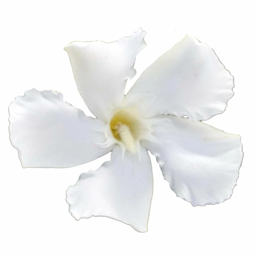 Laurier Rose Soeur Agnes - Nerium Oleander 3 Laurier Rose Soeur Agnes - Nerium Oleander