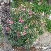 Laurier Rose Variegata - Nerium Oleander -Promesse de Fleurs Magasin Laurier rose Variegata 87059 1