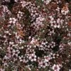 Leptospermum Nanum Tui - Arbre à Thé -Promesse de Fleurs Magasin Leptospermum Nanum Tui 82926 1