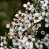 Leptospermum Scoparium Blanc 2 Leptospermum Scoparium Blanc -Promesse de Fleurs Magasin Leptospermum scoparium Blanc 83356 2