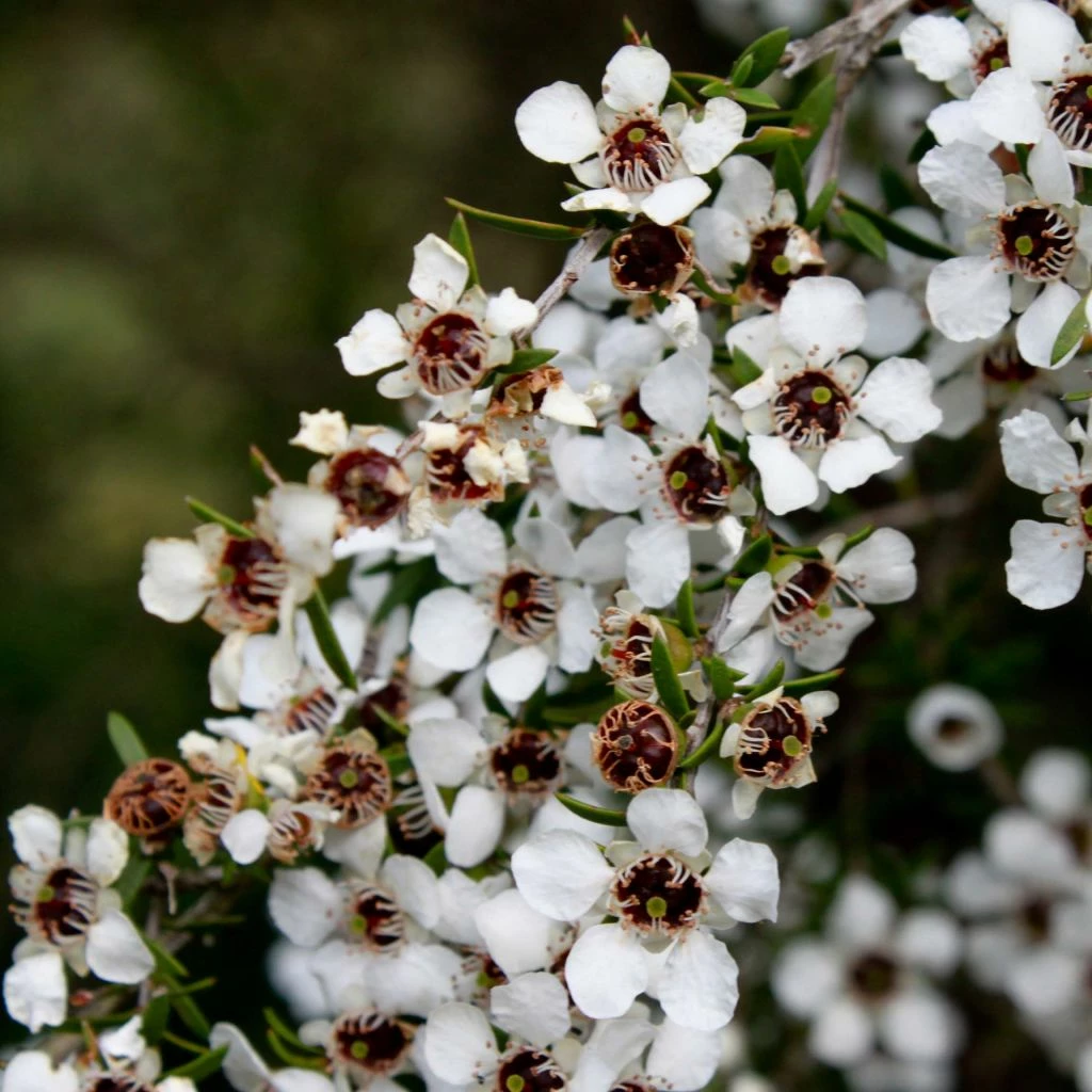 Leptospermum Scoparium Blanc 3 Leptospermum Scoparium Blanc
