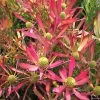 Leucadendron Cheeky 2 Leucadendron Cheeky -Promesse de Fleurs Magasin Leucadendron Cheeky IF 16676 1