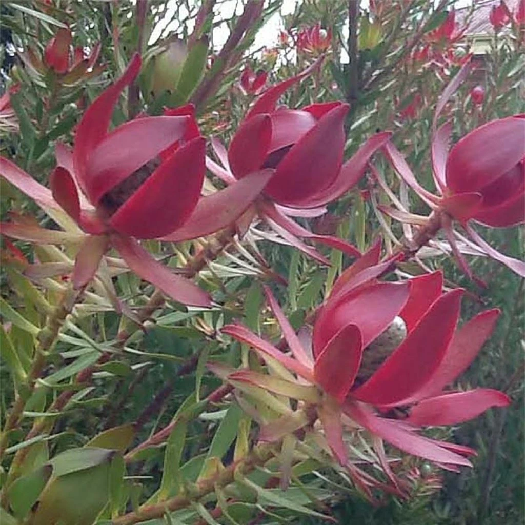 Leucadendron Devil's Blush 3 Leucadendron Devil's Blush