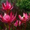 Leucadendron Fireglow -Promesse de Fleurs Magasin Leucadendron Fireglow 83362 1