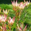 Leucadendron Jack Harre -Promesse de Fleurs Magasin Leucadendron Jack Harre 81324 1