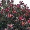 Leucadendron Safari Sunset -Promesse de Fleurs Magasin Leucadendron Safari Sunset 83363 1