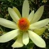 Leucadendron Summer Sun 1 Leucadendron Summer Sun -Promesse de Fleurs Magasin Leucadendron Summer Sun 89607 1