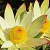 Leucadendron Sundance -Promesse de Fleurs Magasin Leucadendron Sundance 83364 1