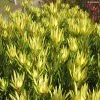 Leucadendron Inca Gold 1 Leucadendron Inca Gold -Promesse de Fleurs Magasin Leucadendron inca gold IF 16261 1