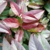 Leucothoe Fontanesiana Zebonard - Leucothoe Walteri Zebonard 2 Leucothoe Fontanesiana Zebonard - Leucothoe Walteri Zebonard -Promesse de Fleurs Magasin Leucothoe Lovita Zebonard 88602 1