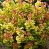 Leucothoe Axillaris Curly Gold -Promesse de Fleurs Magasin Leucothoe axillaris Curly Gold 16582 1
