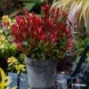 Leucothoe Fontanesiana Little Flames 2 Leucothoe Fontanesiana Little Flames -Promesse de Fleurs Magasin Leucothoe fontanesiana Little Flames 89655 1