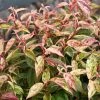 Leucothoe Fontanesiana Makijaz -Promesse de Fleurs Magasin Leucothoe fontanesiana Makijaz 79035 1