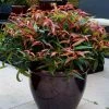 Leucothoe Keiskei Burning Love -Promesse de Fleurs Magasin Leucothoe keiskei Burning Love 84127 3 1