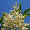 Troène De Chine - Ligustrum Lucidum -Promesse de Fleurs Magasin Ligustrum lucidum 84132 1