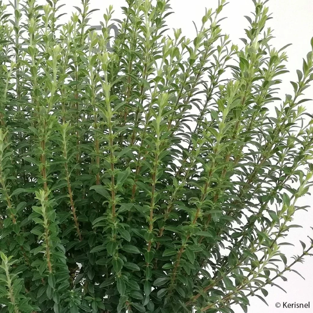 Troène De Chine - Ligustrum Sinense Eugene Clive 3 Troène De Chine - Ligustrum Sinense Eugene Clive