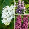 Lilas - Syringa Three Sisters -Promesse de Fleurs Magasin Lilas Syringa Three Sisters copyright adobestock 19048 1