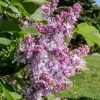 Lilas Commun - Syringa Vulgaris Kindy Rose -Promesse de Fleurs Magasin Lilas commun Syringa vulgaris Kindy Rose copyright 1008732 1