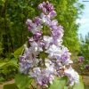 Lilas Commun - Syringa Vulgaris Konchalovskii 1 Lilas Commun - Syringa Vulgaris Konchalovskii -Promesse de Fleurs Magasin Lilas commun Syringa vulgaris Konchalovskii LD 1008742 1