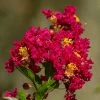 Lilas Des Indes - Lagerstroemia Indica Caroline Beauty 1 Lilas Des Indes - Lagerstroemia Indica Caroline Beauty -Promesse de Fleurs Magasin Lilas des Indes Lagerstroemia indica Caroline Beauty copyright 1006911 1
