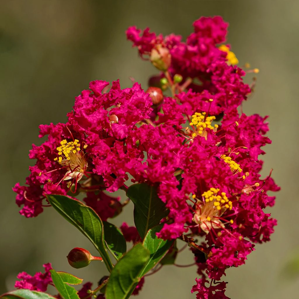 Lilas Des Indes - Lagerstroemia Indica Caroline Beauty 3 Lilas Des Indes - Lagerstroemia Indica Caroline Beauty